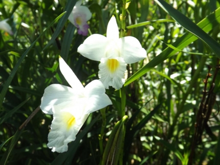 Orquídea bambu branca - Central das Plantas
